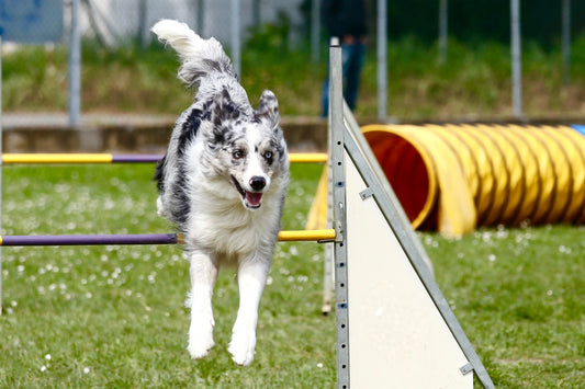 Agility